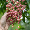 Pink Wampee (Clausena excavata)