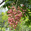 Pink Wampee (Clausena excavata)