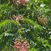 Pink Wampee (Clausena excavata)