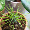 Pinus Thunbergii 'Japanese Black Pine' Seeds
