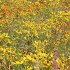 Western Wonders Native Wildflower Mix – photo 4