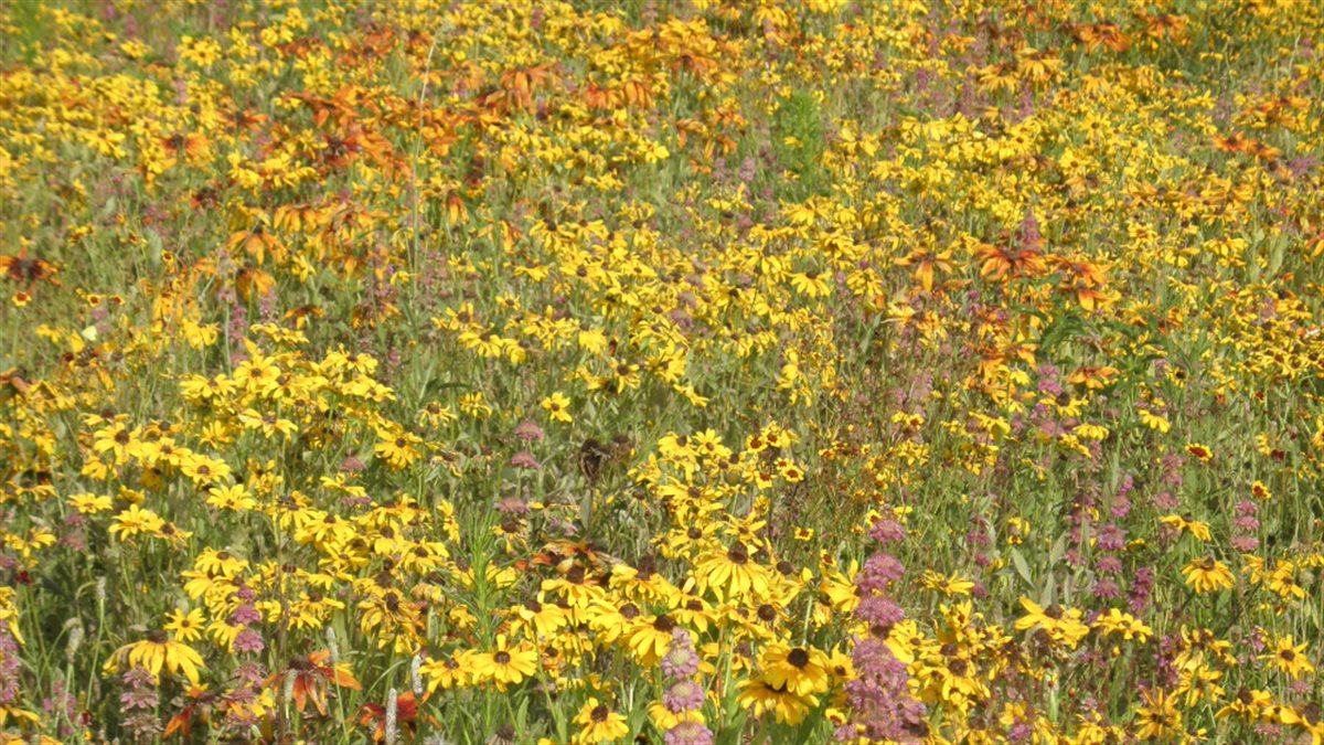 Western Wonders Native Wildflower Mix – photo 4