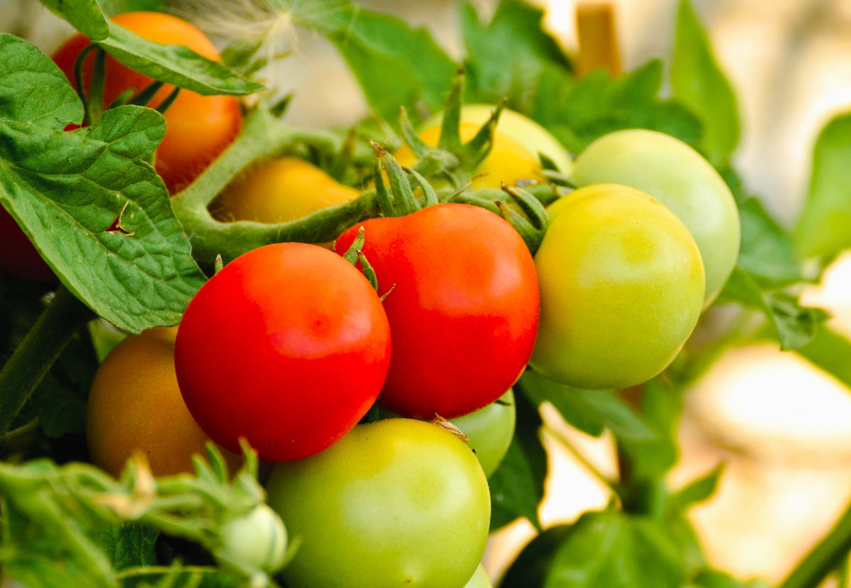 1 Oz Bulk Italian Tree Tomato Seeds – 'Trip L Crop' Seeds – 1 Ounce = Approx 9500 – photo 7