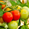Italian Tree Tomato Seeds – 'Trip L Crop' Lycopersicon Red Fruit Vegetable – photo 7