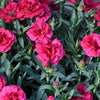 Mixed Carnation / Double Dianthus Chinensis Flower Seeds – photo 7