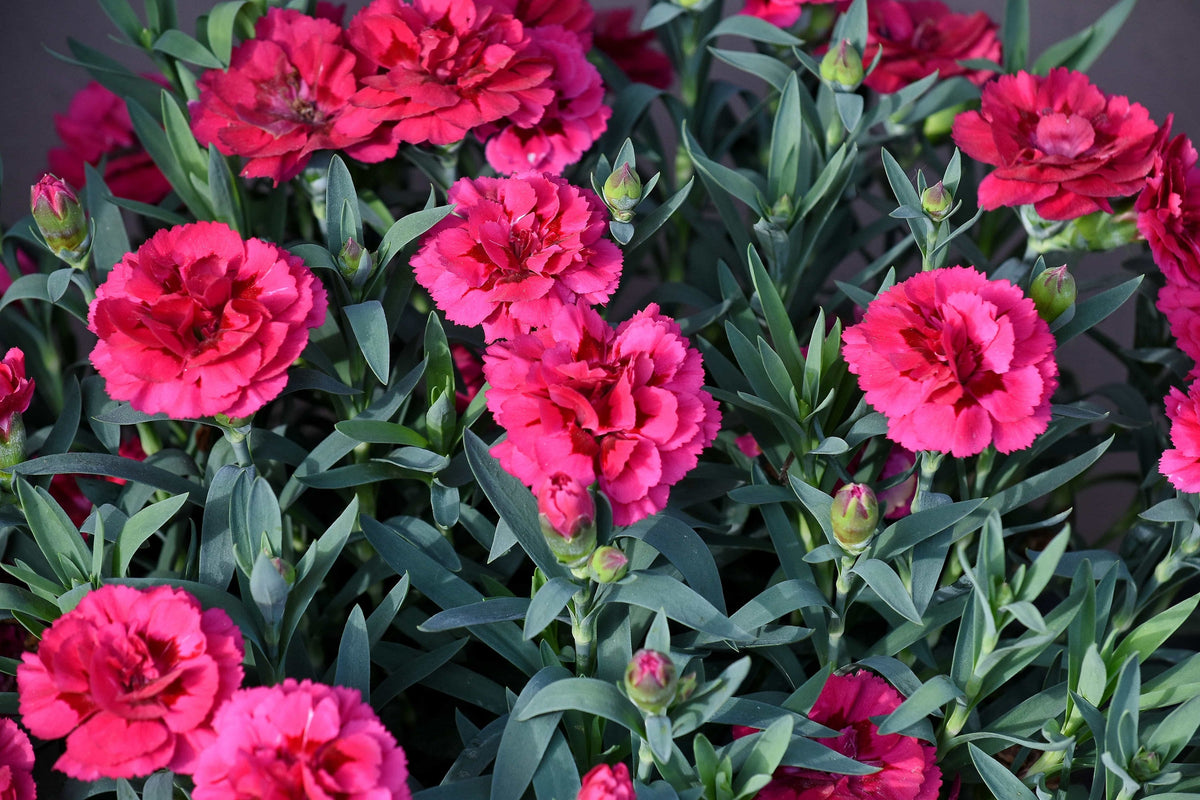 Mixed Carnation / Double Dianthus Chinensis Flower Seeds – photo 7