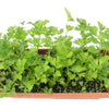 2000 CUTTING LEAF CELERY Apium Graveolens Soup Vegetable Herb Seeds