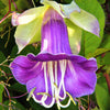 5 CUP & SAUCER VINE Cathedral Bells Cobaea Scandens Climber Purple Hummingbird Flower Seeds