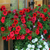 500 Fire Chief RED PETUNIA Nana Compacta Sun Annual AAS Winner Fragrant Hummingbird Flower Seeds