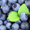 50 SOUTHERN HIGHBUSH BLUEBERRY Pre-Stratified Vaccinium Corymbosum Blue Berry Fruit Bush Shrub Seeds