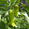 Greek Golden Pepper Seeds – Pepperoncini Gold Yellow Capsicum Annuum Vegetable – photo 3