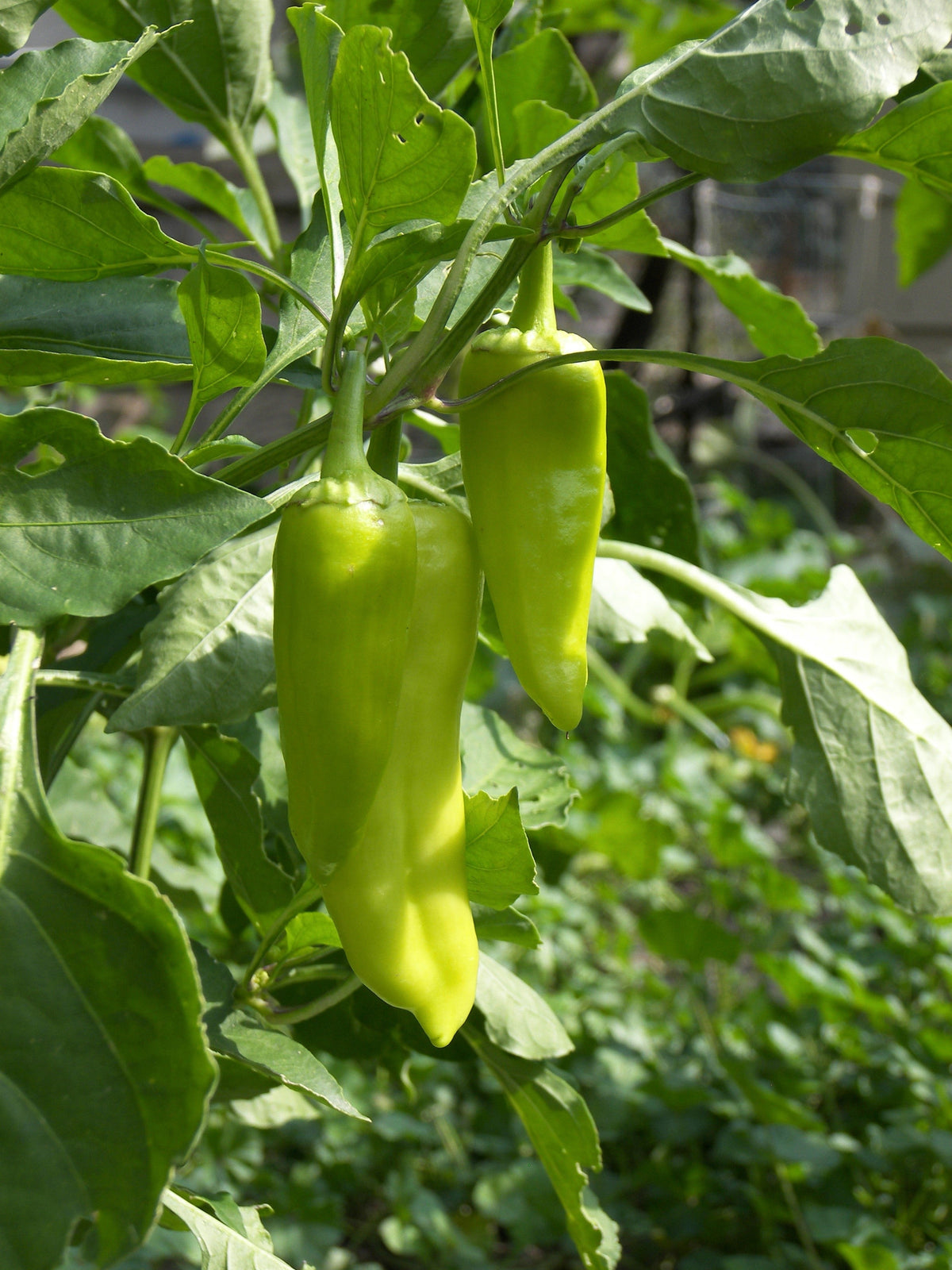 Greek Golden Pepper Seeds – Pepperoncini Gold Yellow Capsicum Annuum Vegetable – photo 3