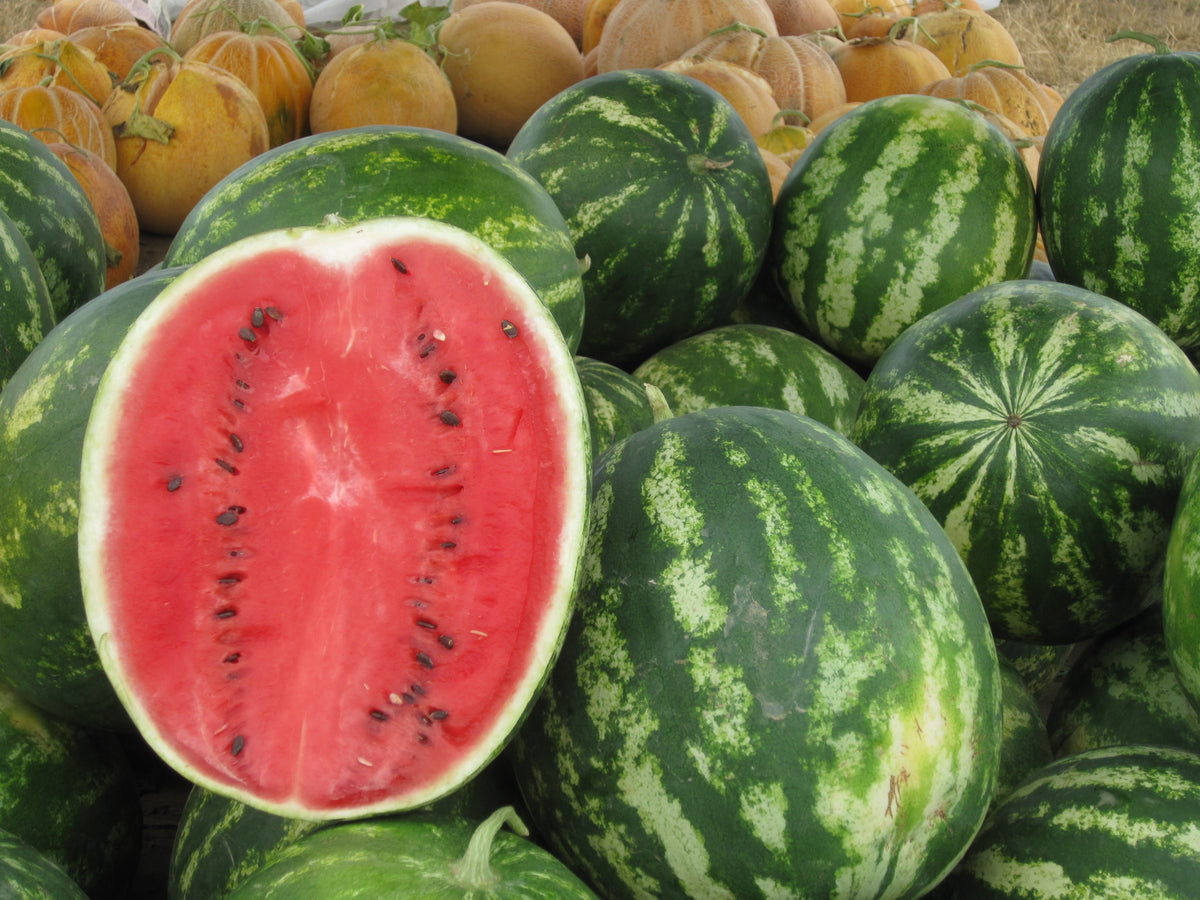 Crimson Sweet Watermelon Seeds – Citrullus lanatus Fruit Melon – photo 4