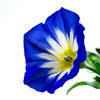 35 Blue Dwarf ROYAL ENSIGN MORNING GLORY Convolvulus Tricolor Royal Blue White & Yellow Flower Vine Seeds