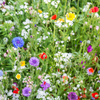 Pollinator Paradise Native Mix – photo 4