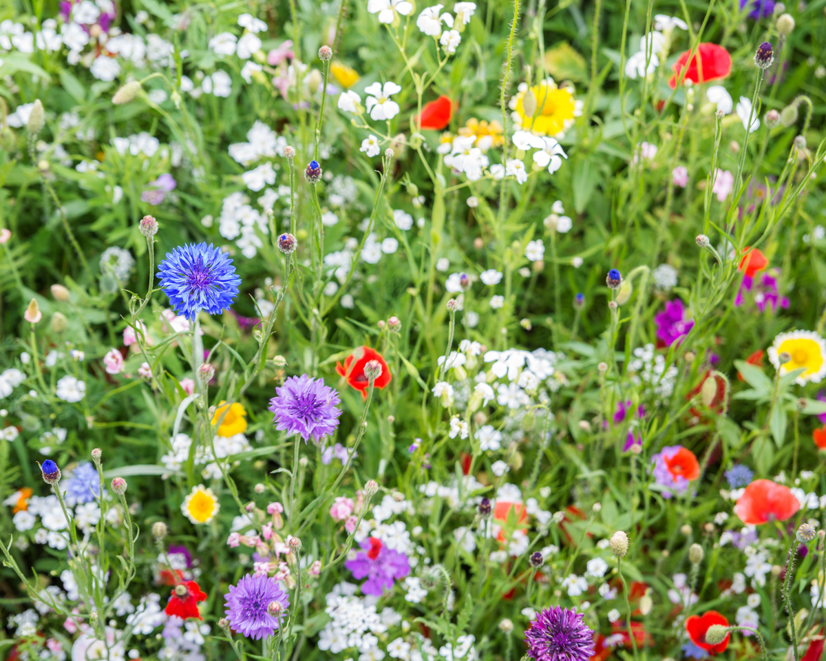 Pollinator Paradise Native Mix – photo 4
