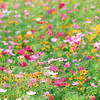 Pollinator Paradise Native Mix – photo 3