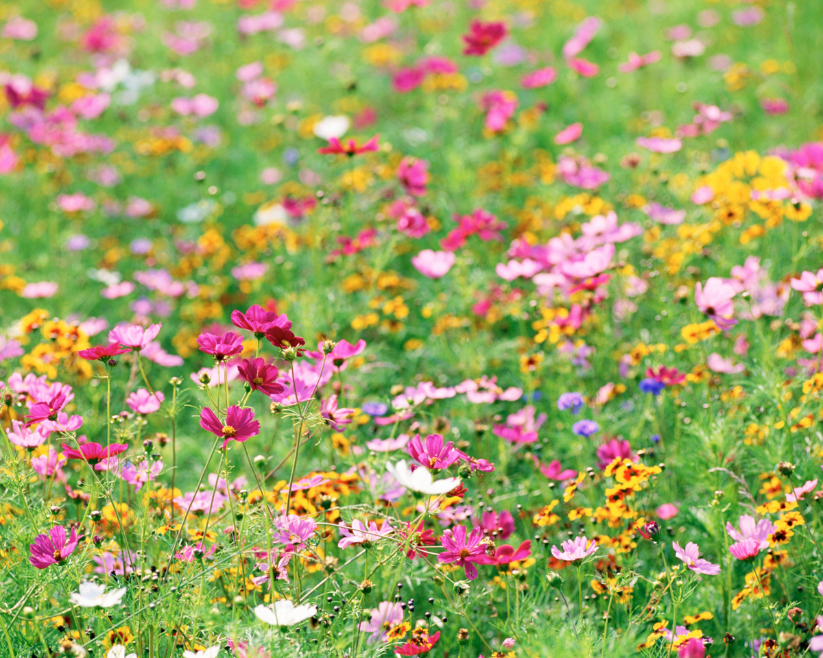 Pollinator Paradise Native Mix – photo 3