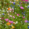 Pollinator Paradise Native Mix – photo 5