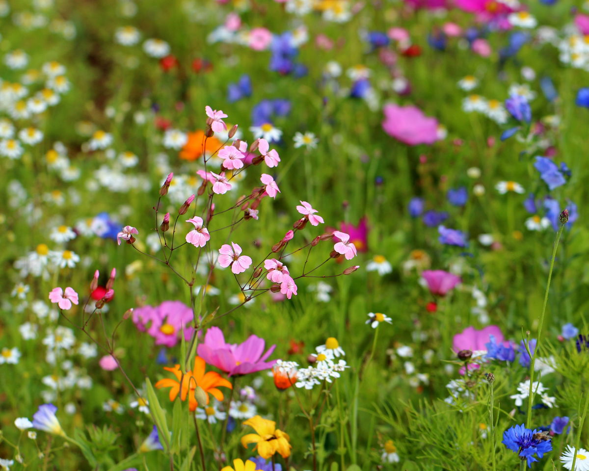 Pollinator Paradise Native Mix – photo 5