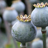 250 PURPLE PEONY POPPY Papaver Paeoniflorum Huge Double Flower Seeds