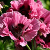 Mixed Colors Oriental Poppy Papaver Orientale Flower Seeds – photo 2