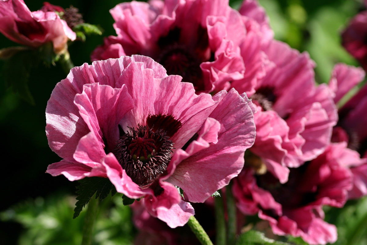 Mixed Colors Oriental Poppy Papaver Orientale Flower Seeds – photo 2