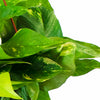 Epipremnum aureum 'Pothos'