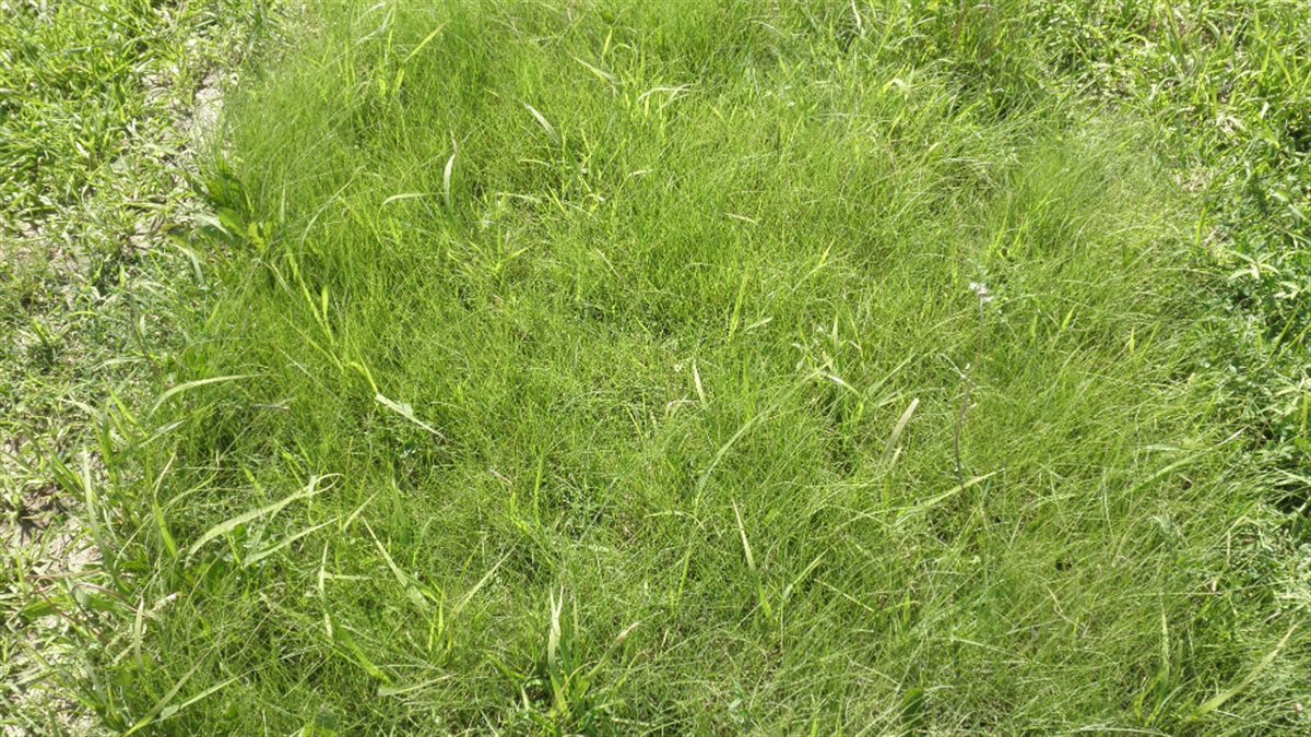 Fireguard Lawn Native Mix – Fire-Resistant Turf – photo 6