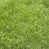 TrueGrass Native Grass Seed - The No Maintenance Native Lawn, Drought-Tolerant, Eco-Friendly Grass Blend