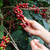 Coffee (Coffea arabica)