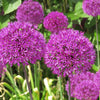 20 STAR OF PERSIA ALLIUM Christophii Silvery Amethyst Purple Flower Seeds
