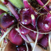 Earth Apple, 'Purple' (Smallanthus sonchifolius)