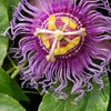 Passion Fruit ‘Purple Possum’ (Passiflora edulis)