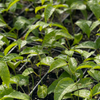 Passion Fruit ‘Purple Possum’ (Passiflora edulis)
