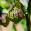 50 PURPLE TOMATILLO Husk Tomato Physalis Ixocarpa Fruit Vegetable Seeds