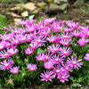 25 STARDUST ICE PLANT Mesembryanthemum Delosperma Floribunda Perennial Purple & White Flower Seeds