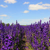 50 BLACK KNIGHT DELPHINIUM Elatum Cultorum Pacific Giant Larkspur Perennial Flower Seeds