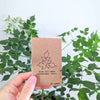 Radermachera Sinica 'China Doll' Plant Seeds