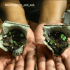 Radermachera Sinica 'China Doll' Plant Seeds