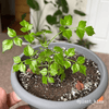 Radermachera Sinica 'China Doll' Plant Seeds