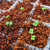 Radermachera Sinica 'China Doll' Plant Seeds