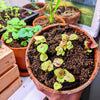 Rainbow Coleus Seeds