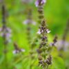 Tulsi 'Rama' (Ocimum sanctum)