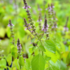 Tulsi 'Rama' (Ocimum sanctum)
