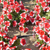 50 PICOTEE MIX PETUNIA Multiflora Mixed Colors Bicolor White Blue Purple Pink Red Flower Seeds