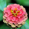 25 RED LIME QUEENY ZINNIA Elegans Green Queen Flower Seeds