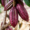 Cacao, Red (Theobroma cacao)