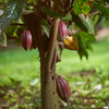 Cacao, Red (Theobroma cacao)