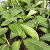Banana 'Red Cuban' (Musa acuminata) – live tree – photo 2